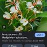 Ginger Lily- Hedychium spicatum - VERY RARE Image 2
