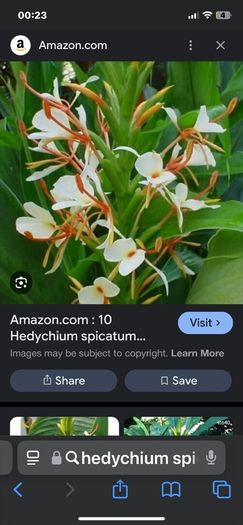 Ginger Lily- Hedychium spicatum - VERY RARE