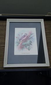 Wall Picture - Woodpecker
