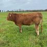Top Quality Heifers Mohill Mart Saturday 31st Oct Image 4