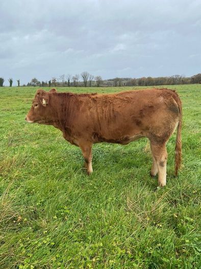 Top Quality Heifers Mohill Mart Saturday 31st Oct