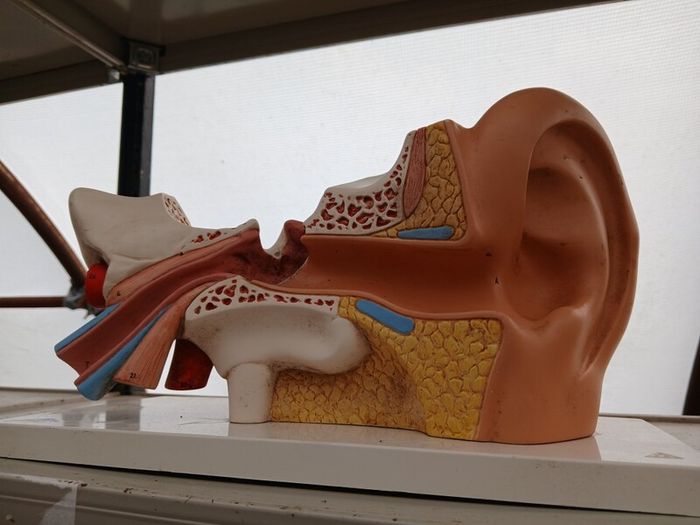 Anatomical Display Model of a Human Ear,  Medical School Model, German Manufactured by 3B