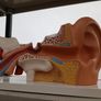 Anatomical Display Model of a Human Ear,  Medical School Model, German Manufactured by 3B Image 4