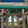Jungle Gym Image 4