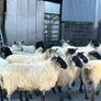 Organic Hoggets Image 2