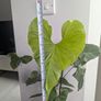 Anthurium Balaoanum Plant Image 3