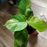 Epipremnum Aureum Marble Queen big leaves Image 7