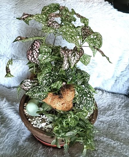 Plants Composition