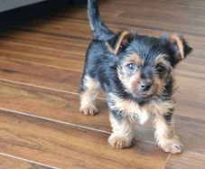 Yorkshire terrier puppies girls for sale 700e. 8 weeks old