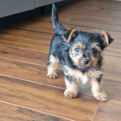Yorkshire terrier puppies girls for sale 700e. 8 weeks old