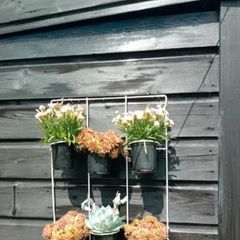 3 x 6 pot garden wall hanger so will hold 18 pots