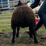 2 serious blue texel cross ram lambs Image 4