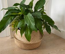 Large indoor flower