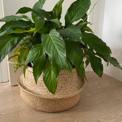 Large indoor flower