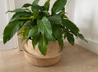 Large indoor flower