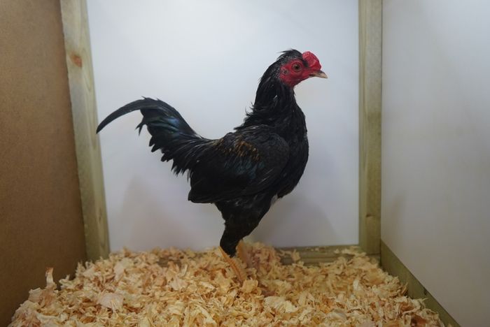 Poultry show pens