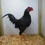 Poultry show pens Image 8
