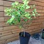 lemon tree Image 2