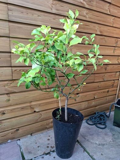 lemon tree