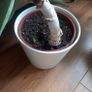Aloe Vera Houseplant Image 2