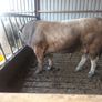 Aubrac bull Image 4