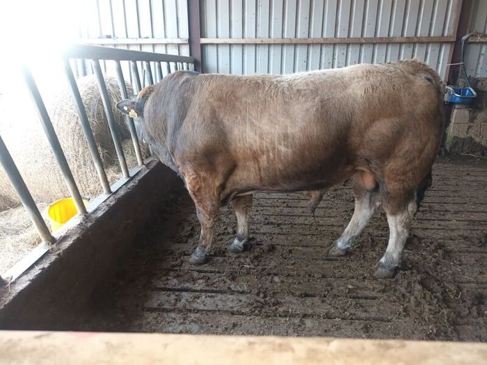 Aubrac bull
