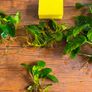 Anubias Collection Image 3