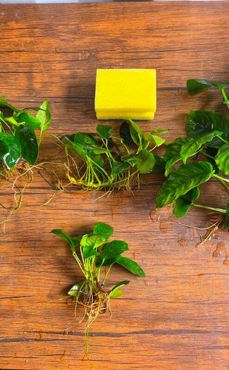 Anubias Collection