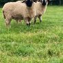 Valais Blacknose Image 2