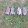 decoys Image 3