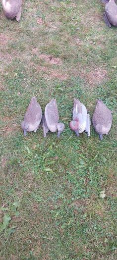 decoys
