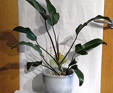 Philodendron Florida Bronze