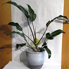 Philodendron Florida Bronze