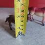 SET of 2 PONY Plastic Figure Toys. Image 5