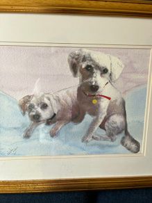 Bichon Frise watercolour painting