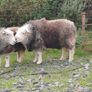 Herwick ram and 4 ewes for sale Image 8
