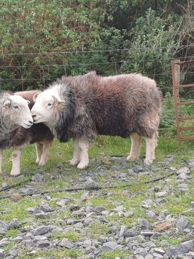 Herwick ram and 4 ewes for sale