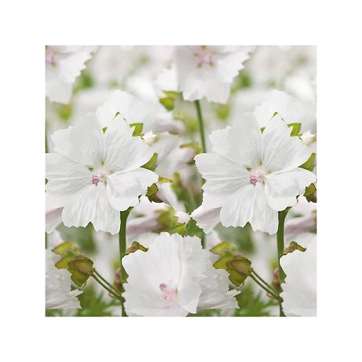 Buzzy Musk Mallow Alba Seeds 0.5g | Sow in July - August