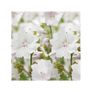 Buzzy Musk Mallow Alba Seeds 0.5g | Sow in July - August Image 3