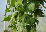 Climbing French Bean 'Cobra' - Irish Seed