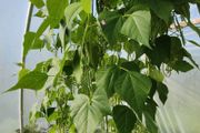 Climbing French Bean 'Cobra' - Irish Seed