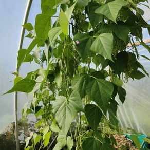 Climbing French Bean 'Cobra' - Irish Seed