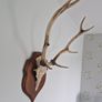 Deer antlers Image 2