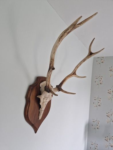 Deer antlers