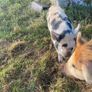 kune kune pigs Image 8
