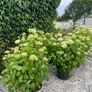 plants Image 2