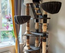 Free Cat scratching tree