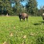 2 Super pb blue Texel hogget rams Image 8