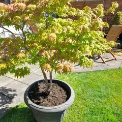 Maple Tree