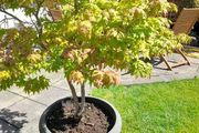 Japanese Maple Tree